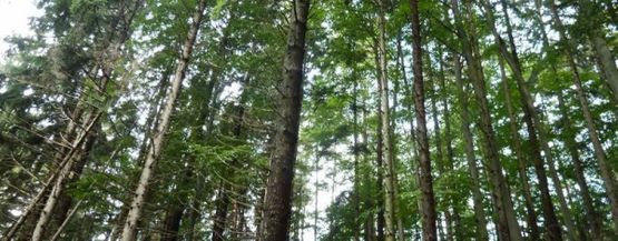 Wald