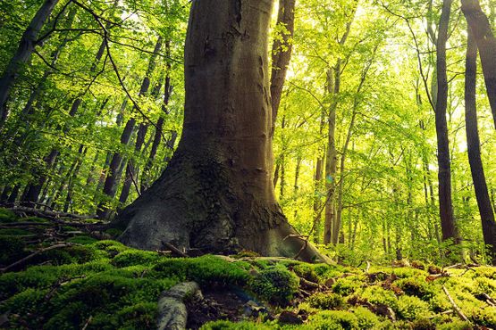 Wald